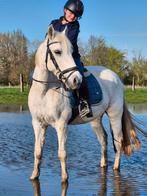 Brave D-pony merrie, Dieren en Toebehoren, Pony's, B, Springpony, 11 jaar of ouder, D pony (1.37m tot 1.48m)