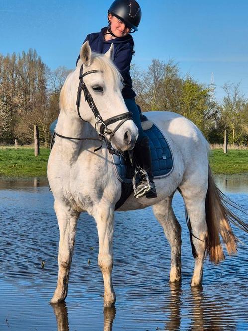 Brave D-pony merrie, Dieren en Toebehoren, Pony's, Merrie, B, D pony (1.37m tot 1.48m), Springpony, 11 jaar of ouder, Gechipt