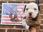Am bulldog reu, Dieren en Toebehoren, Honden | Bulldogs, Pinschers en Molossers, Reu, CDV (hondenziekte), Bulldog, Meerdere