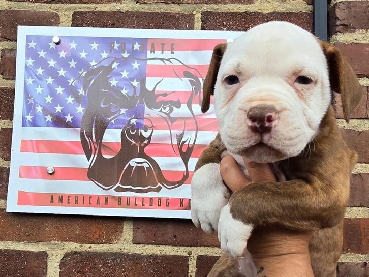 Am bulldog reu, Dieren en Toebehoren, Honden | Bulldogs, Pinschers en Molossers, Reu, Bulldog, Fokker | Hobbymatig, Meerdere, Nederland