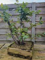 Bonsai, Tuin en Terras, Planten | Bomen, Ophalen