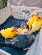 Handtamme kakariki jongen verwacht