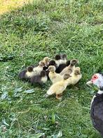 11 Barbarijse eendkuikens, Dieren en Toebehoren, Pluimvee, Eend