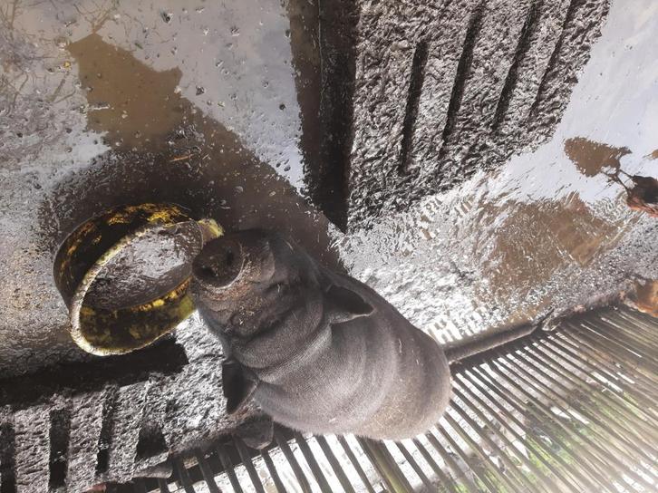 Hangbuikzwijn , 3 jaar oud, Dieren en Toebehoren, Overige Dieren, Mannelijk, Augustus