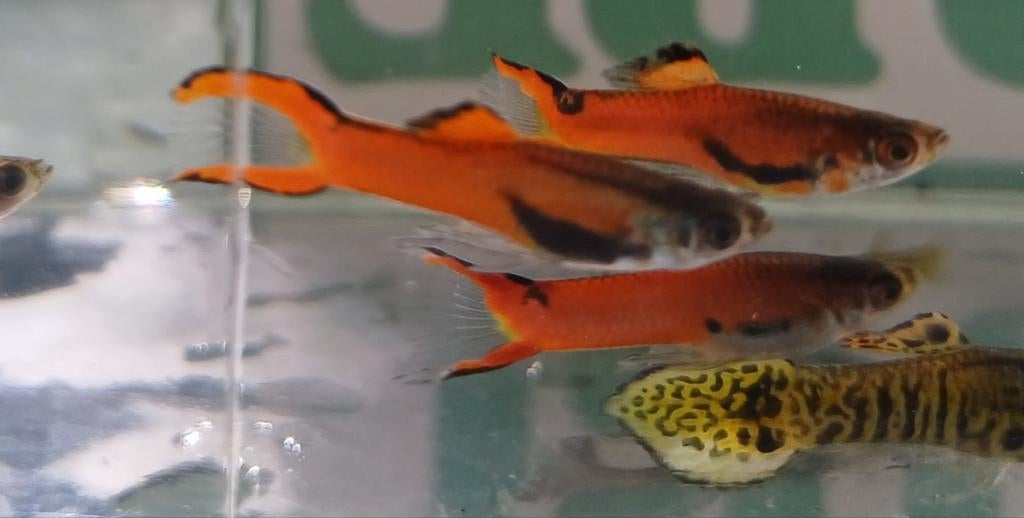 Hobbyaquarium Poec Wingei Red Scarlet m endler mix, Dieren en Toebehoren, Vissen | Aquariumvissen, Zoetwatervis, Vis, Schoolvis