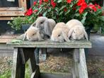 Knuffelkonijntjes/nederlandse dwerghangoortjes, Dieren en Toebehoren, Konijnen, Meerdere dieren, Dwerg, Hangoor, 0 tot 2 jaar