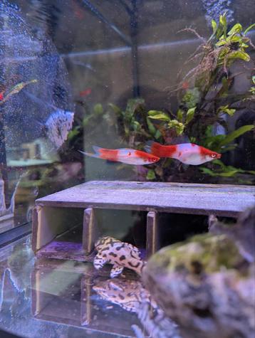 10x Kohaku Koi Zwaarddragers beschikbaar voor biedingen