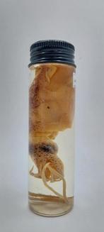 Calamar conservation liquide, Enlèvement ou Envoi