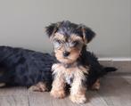 Yorkshire pupjes zoeken een warme thuis., Animaux & Accessoires, Parvovirose, Plusieurs, Yorkshire Terrier, Belgique