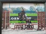 Springpony, Dieren en Toebehoren, M, Springpony, B pony (1.17m tot 1.27m), 11 jaar of ouder