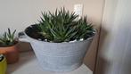 kamerplant, Ophalen, Vetplant, Halfschaduw, In pot