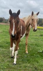 Zangersheide jaarling van Reddy wally, Dieren en Toebehoren, Springpaard, 0 tot 2 jaar, Onbeleerd, 165 tot 170 cm