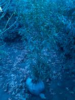 Prunus Lusitanica, Tuin en Terras, Planten | Bomen, Ophalen