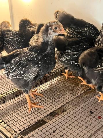 Jongen haantjes barnevelder zwart zilver dubbel gezoomd