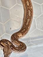 Boa   jungle g stripe  male