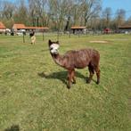 Alpaca mooie merrie rosé grey met hengstenveulen