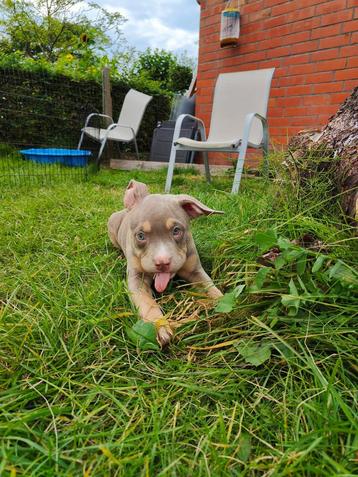 American Bully ABKC 