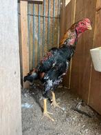 Shamo tekoop, Dieren en Toebehoren