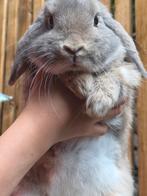 Nederlandse hangoor- gevacineerd- 9maand, Dieren en Toebehoren, Hangoor