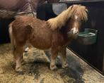 Merrie veulen, Dieren en Toebehoren, Merrie, A pony (tot 1.17m), Gechipt