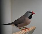 Spitstaartamadine, Meerdere dieren, Tropenvogel, Geringd