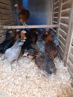 Araucana blauwleggers legklaar actie 4+1 gratis 0499/082381, Dieren en Toebehoren, Vrouwelijk, Kip