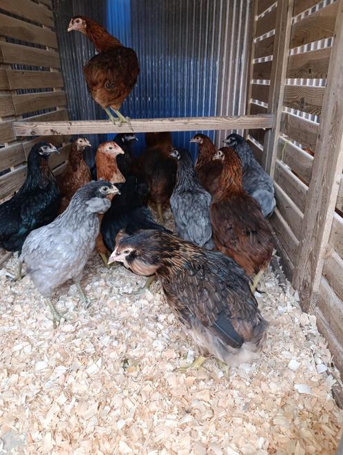 Araucana blauwleggers legklaar actie 4+1 gratis 0499/082381, Dieren en Toebehoren, Pluimvee, Kip, Vrouwelijk