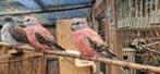Roze  bourkes koppel, Dieren en Toebehoren, Meerdere dieren, Parkiet, Geringd