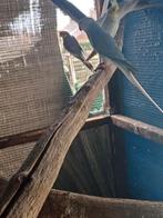 Halsband, Dieren en Toebehoren