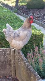 Kip, Dieren en Toebehoren, Pluimvee, Vrouwelijk, Kip