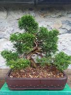 Bonsai Juniperus itoigawa, Tuin en Terras, Halfschaduw, Overige soorten, Lente, Minder dan 100 cm