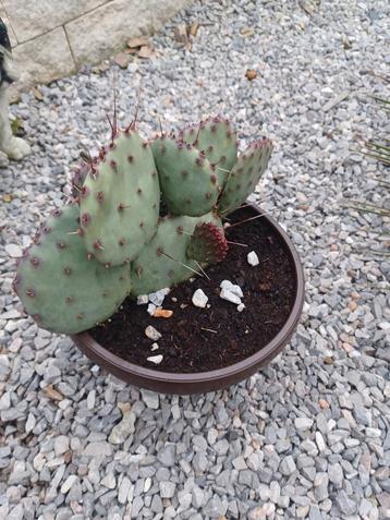Cactus  beschikbaar voor biedingen