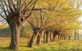 Knotwilgen, Tuin en Terras, Planten | Struiken en Hagen, Ophalen