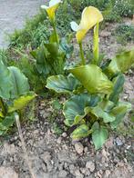 Aronskelk, Tuin en Terras, Planten | Tuinplanten, Ophalen