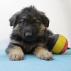 Duitse herder - Belgische pups te koop (lang-en-korthaar), Dieren en Toebehoren, Honden | Herdershonden en Veedrijvers, België