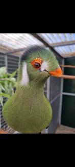 Witwang Toerako's (tauraco leucotis), Dieren en Toebehoren, Meerdere dieren, Tropenvogel, Geringd