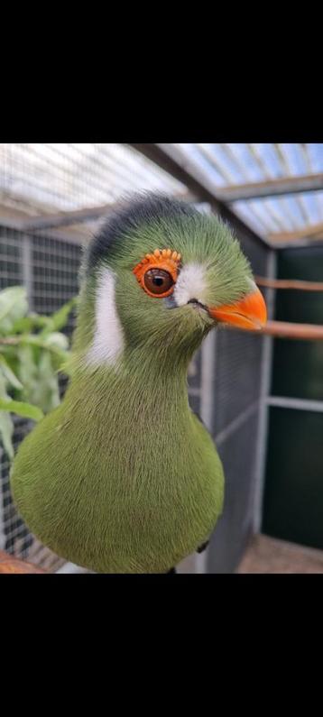 Witwang Toerako's (tauraco leucotis)  beschikbaar voor biedingen