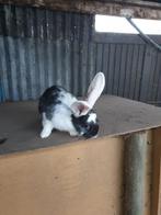 Duitse reus, Dieren en Toebehoren, Konijnen