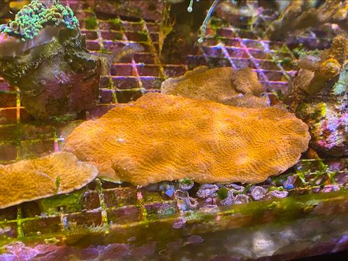 Hot lava chalice oxypora, Dieren en Toebehoren, Vissen | Aquariumvissen, Zoutwatervis, Overige typen