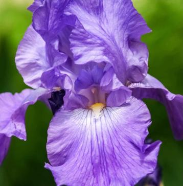 Iris planten met wortel rechtstreeks uit mijn border , lees. beschikbaar voor biedingen