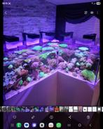 Compleet zeeaquarium, Dieren en Toebehoren, Ophalen of Verzenden, Zo goed als nieuw, Gevuld zeewateraquarium