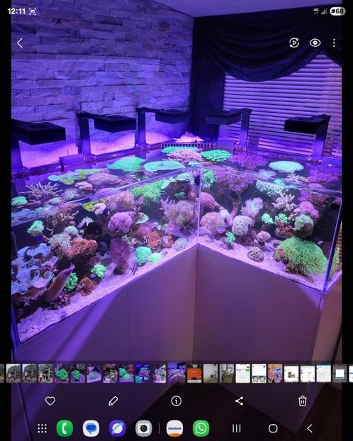 Compleet zeeaquarium, Dieren en Toebehoren, Vissen | Aquaria en Toebehoren, Zo goed als nieuw, Gevuld zeewateraquarium, Ophalen of Verzenden