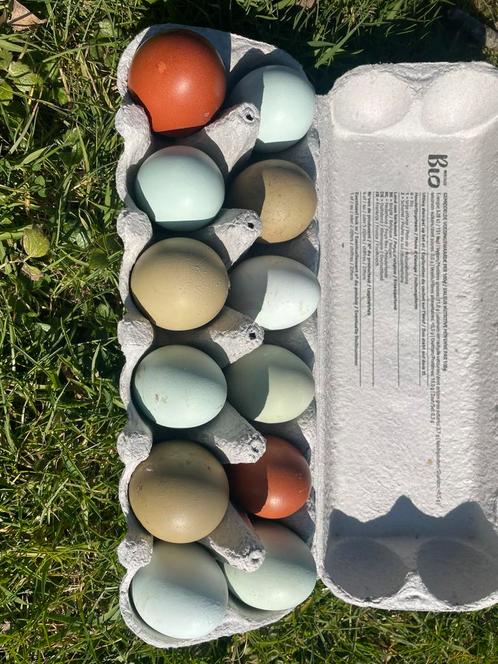 Broedeieren olijfleggers (Marans x Cream Legbar), Dieren en Toebehoren, Pluimvee