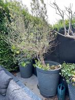 Olijfboom, Tuin en Terras, Planten | Bomen, Ophalen, Olijfboom