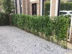 Haagplanten, Jardin & Terrasse, Plantes | Arbustes & Haies, Enlèvement, Troène, Haie, 100 à 250 cm