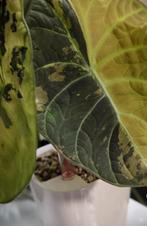 Knollen Alocasia black velvet Gold variegata, Huis en Inrichting, Kamerplanten, Ophalen of Verzenden