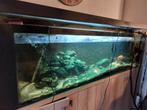 Aquarium 2m20 Malawi cichliden, Dieren en Toebehoren, Ophalen, Zo goed als nieuw, Gevuld zoetwateraquarium