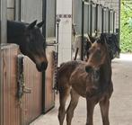 Veelbelovend Zangersheide merrieveulen, Dieren en Toebehoren, Merrie, Springpaard, Gechipt, 0 tot 2 jaar
