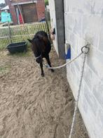 pony te koop, Étalon, Non dressé, Vermifugé