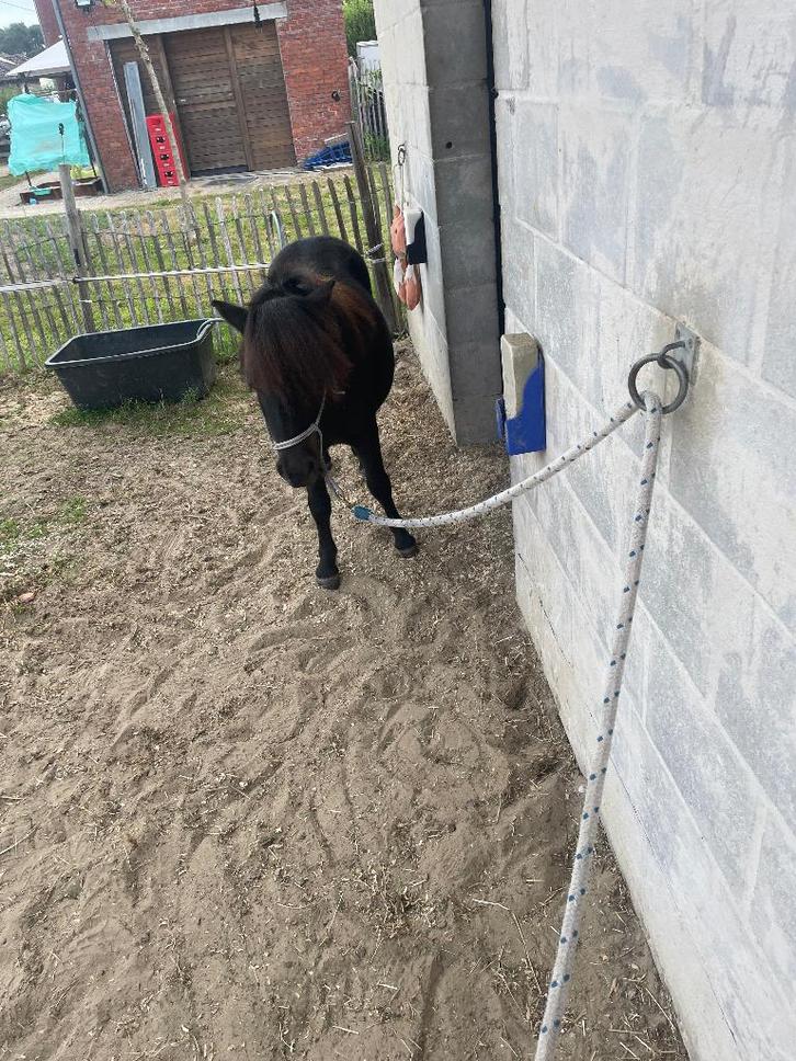 pony te koop, Dieren en Toebehoren, Pony's, Hengst, Onbeleerd, Met stamboom, Gechipt, Ontwormd, Ingeënt